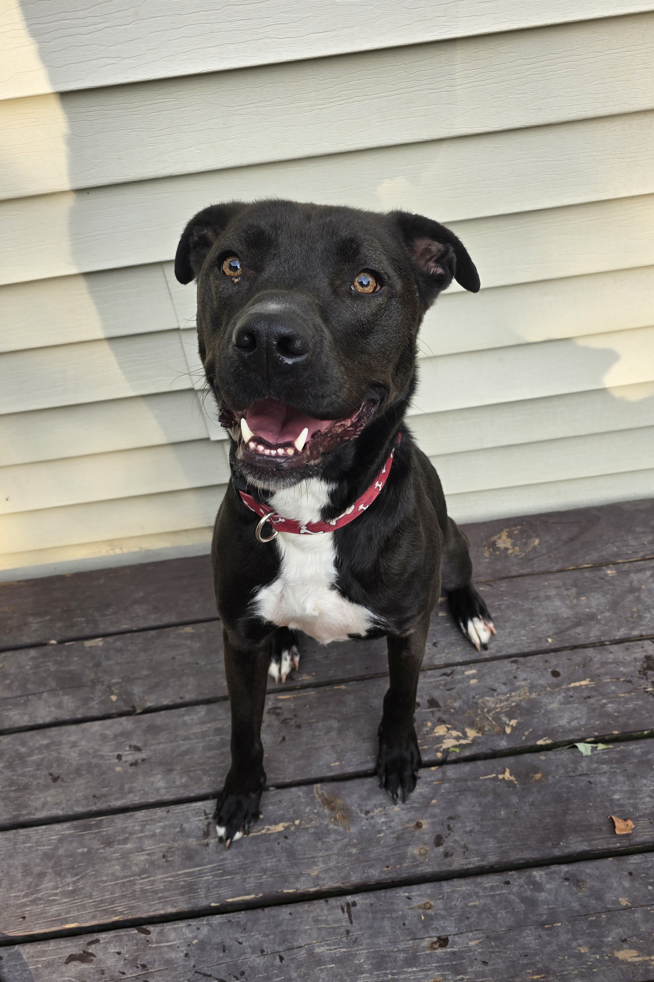 Duke, a Adoptable Mixed Breed in Brunswick, OH image 1/6