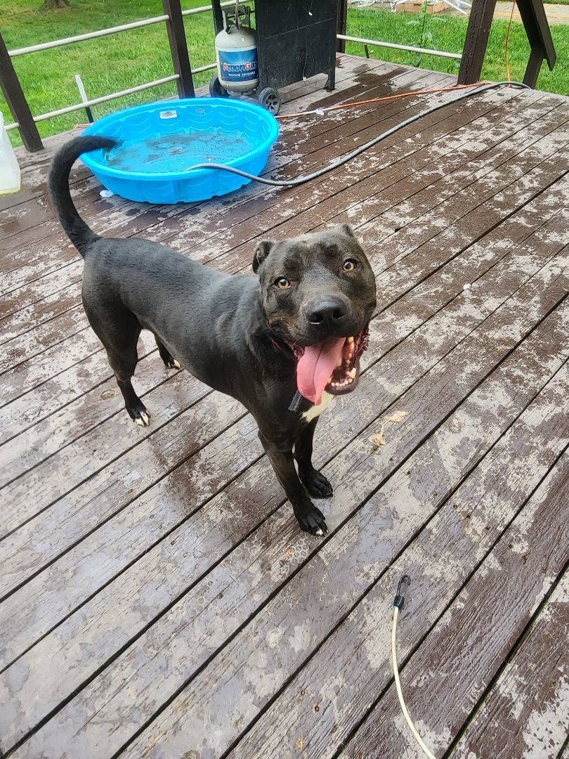 Duke, a Adoptable Mixed Breed in Brunswick, OH image 4/6