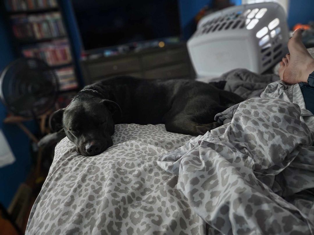 Duke, a Adoptable Mixed Breed in Brunswick, OH image 5/6