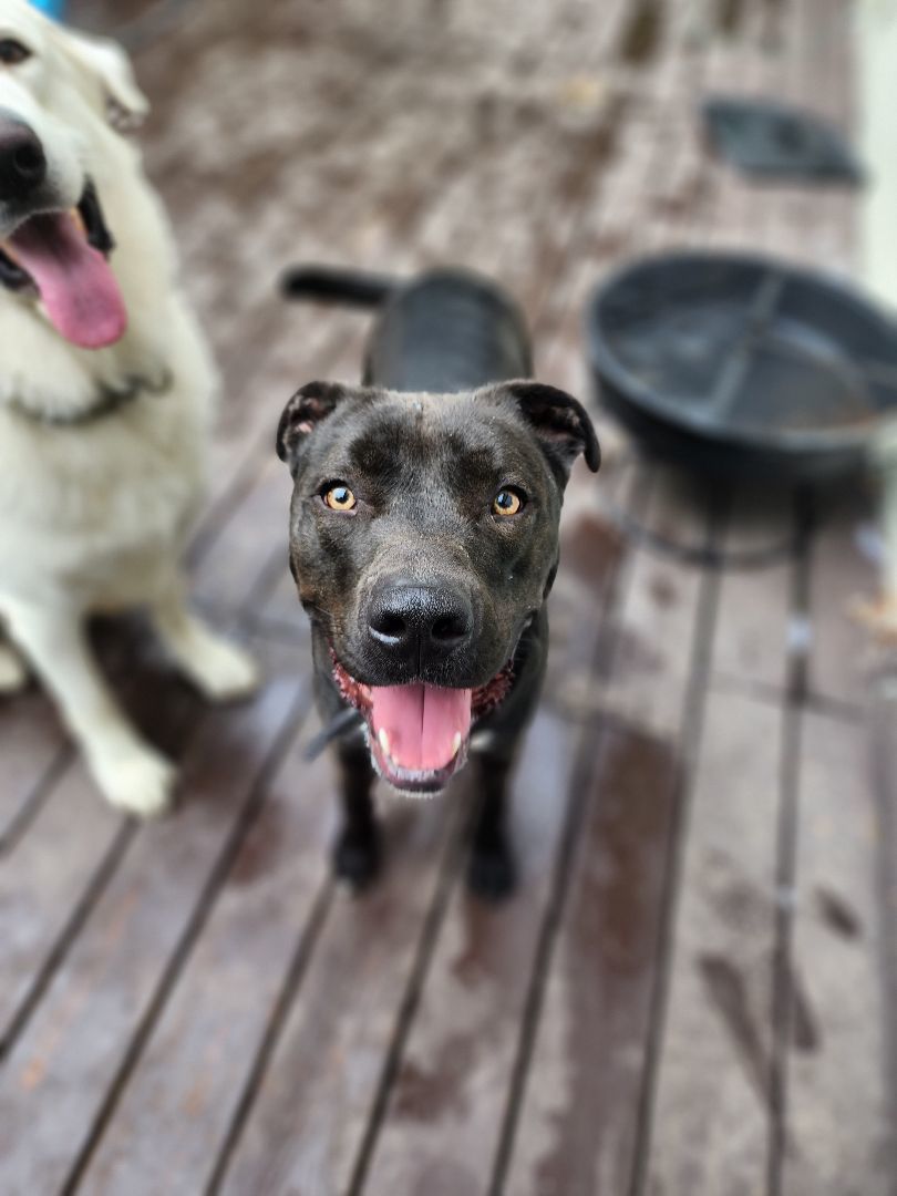 Duke, a Adoptable Mixed Breed in Brunswick, OH image 6/6