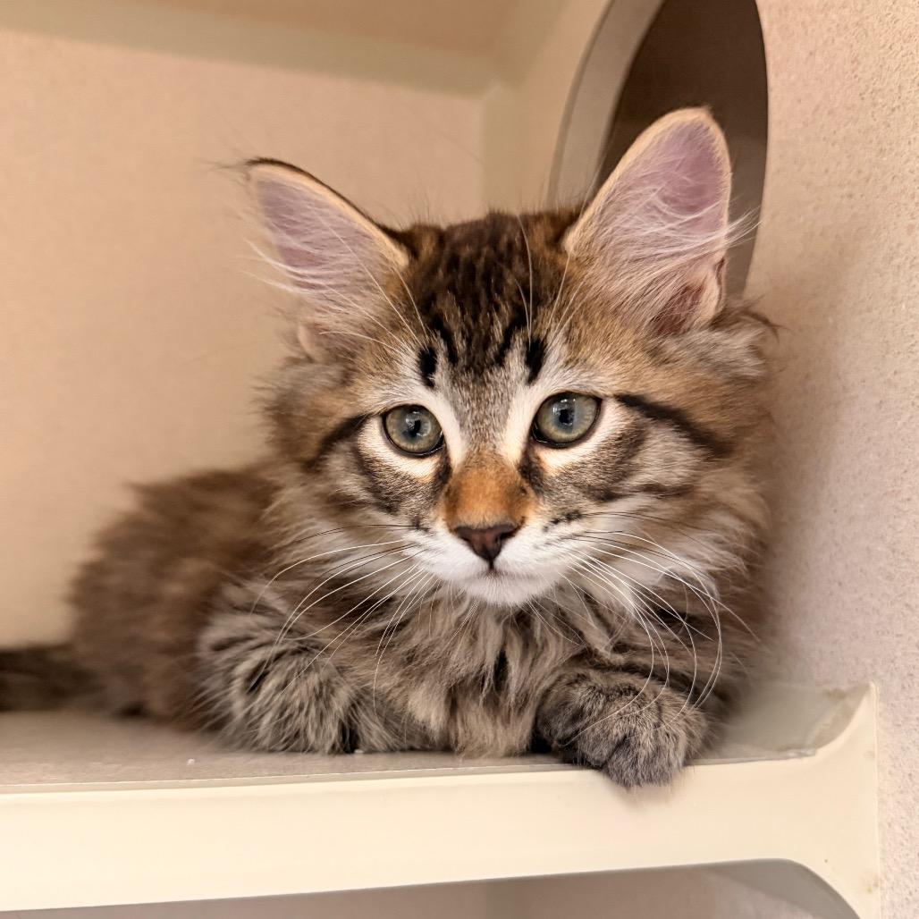 Eclair, Adoptable, Kitten Female Domestic Short Hair.