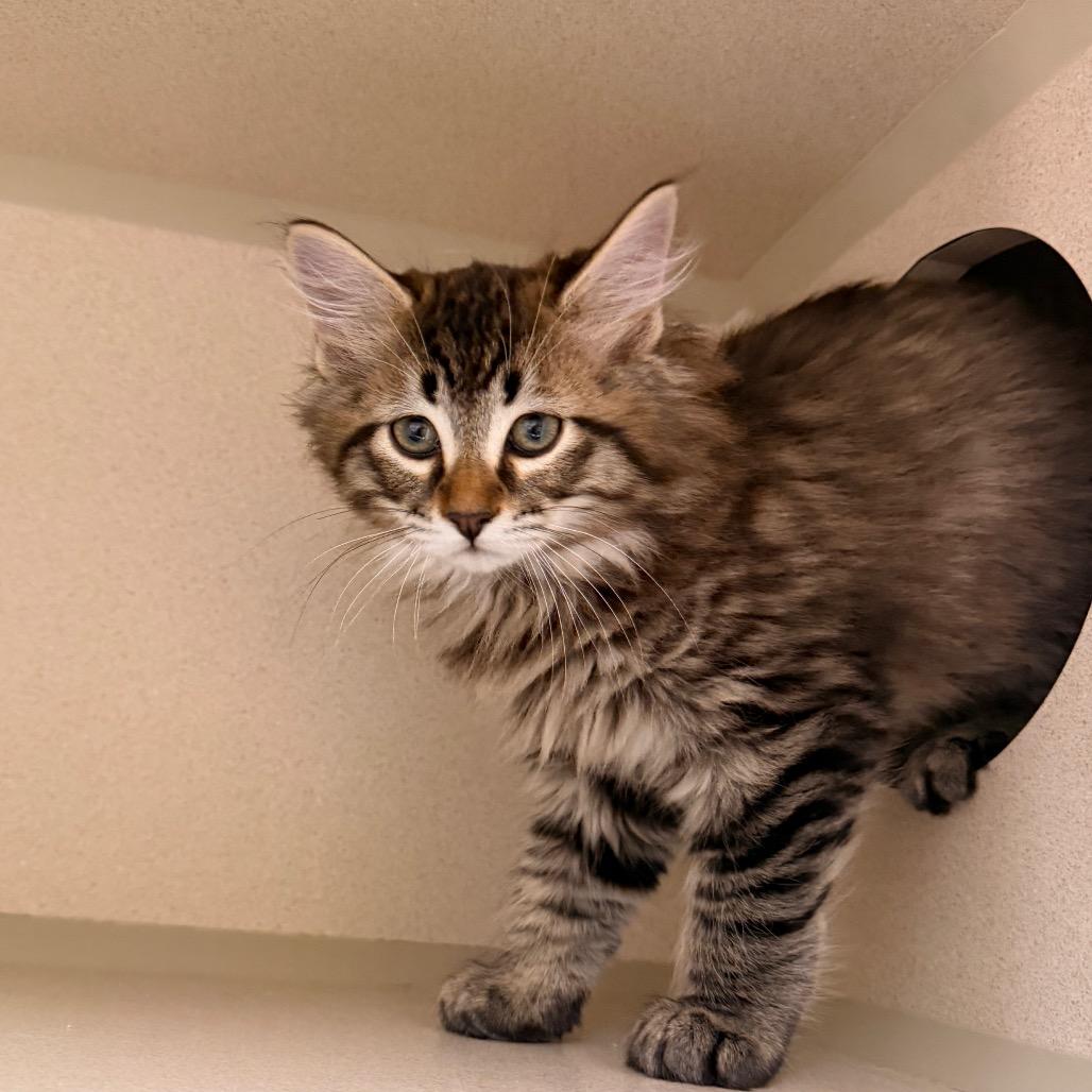 Enlarge Eclair, a Adoptable Domestic Short Hair in Pagosa Springs, CO image 2/3