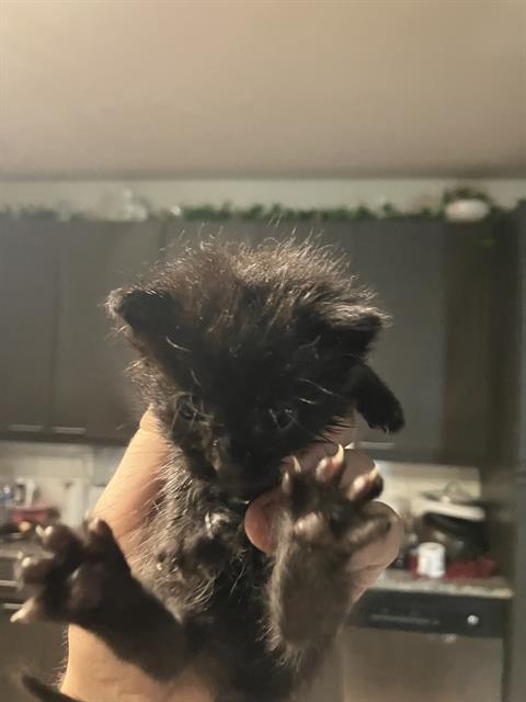 KITTEN 4 — thumbnail 2