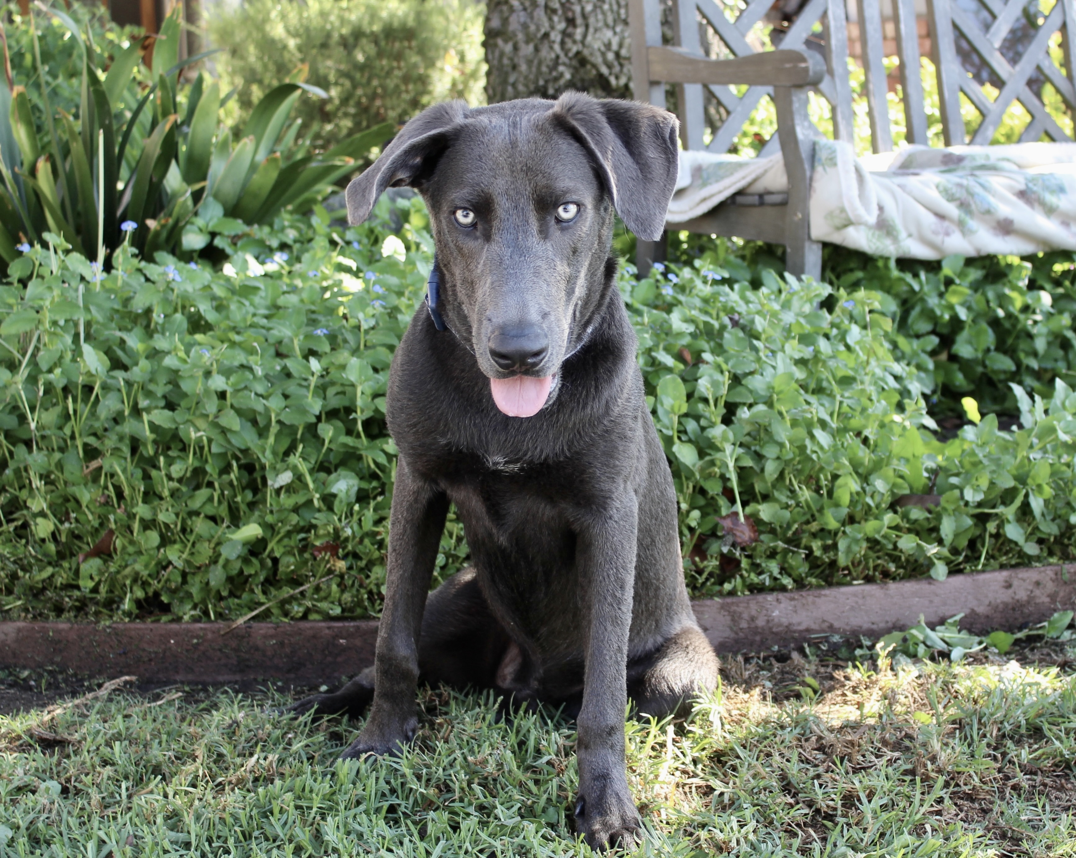 Dog for adoption Elmo yellow eyes!, a Weimaraner & Labrador Retriever Mix in Los Angeles, CA