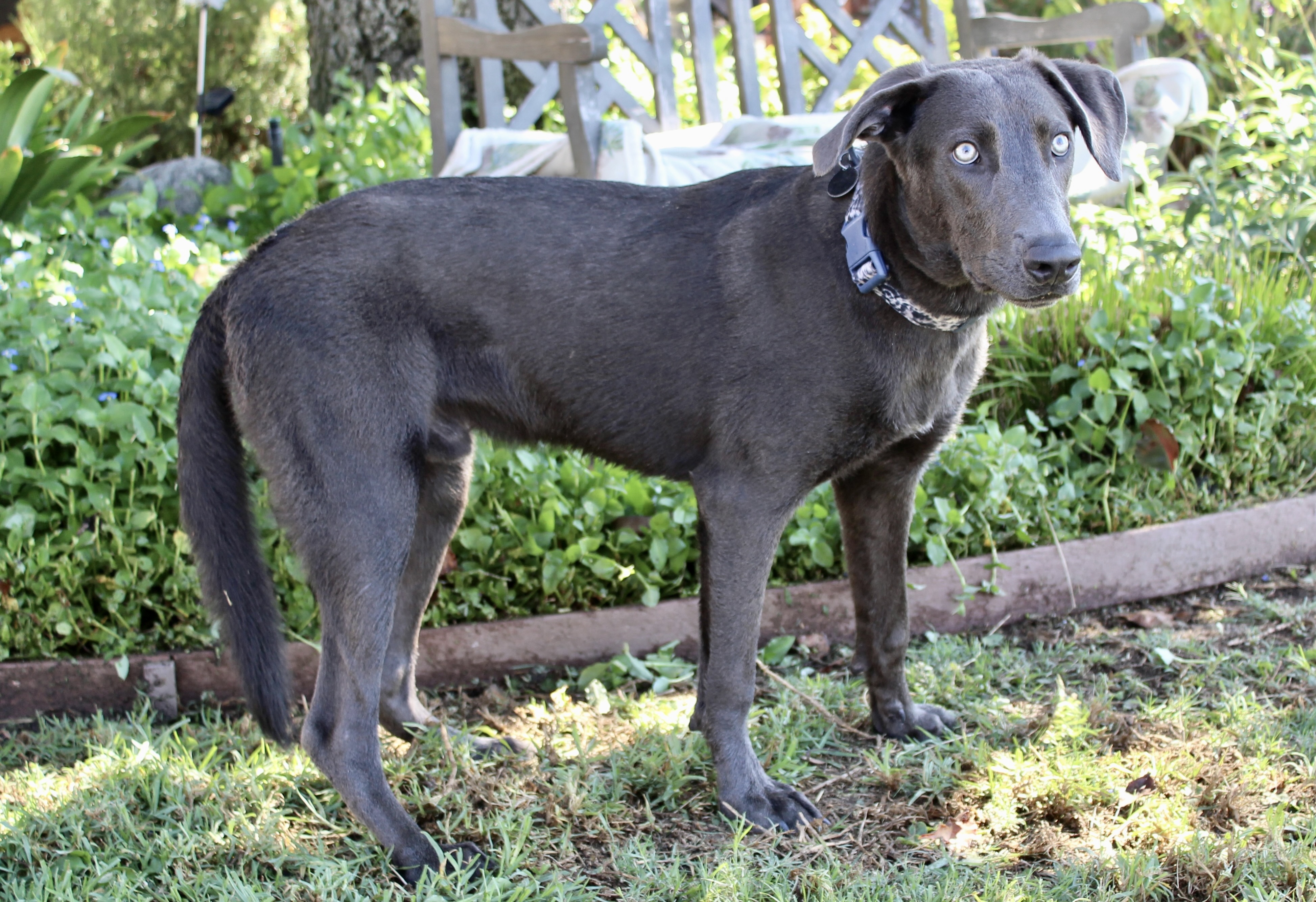 Dog for adoption Elmo yellow eyes!, a Weimaraner & Labrador Retriever Mix in Los Angeles, CA