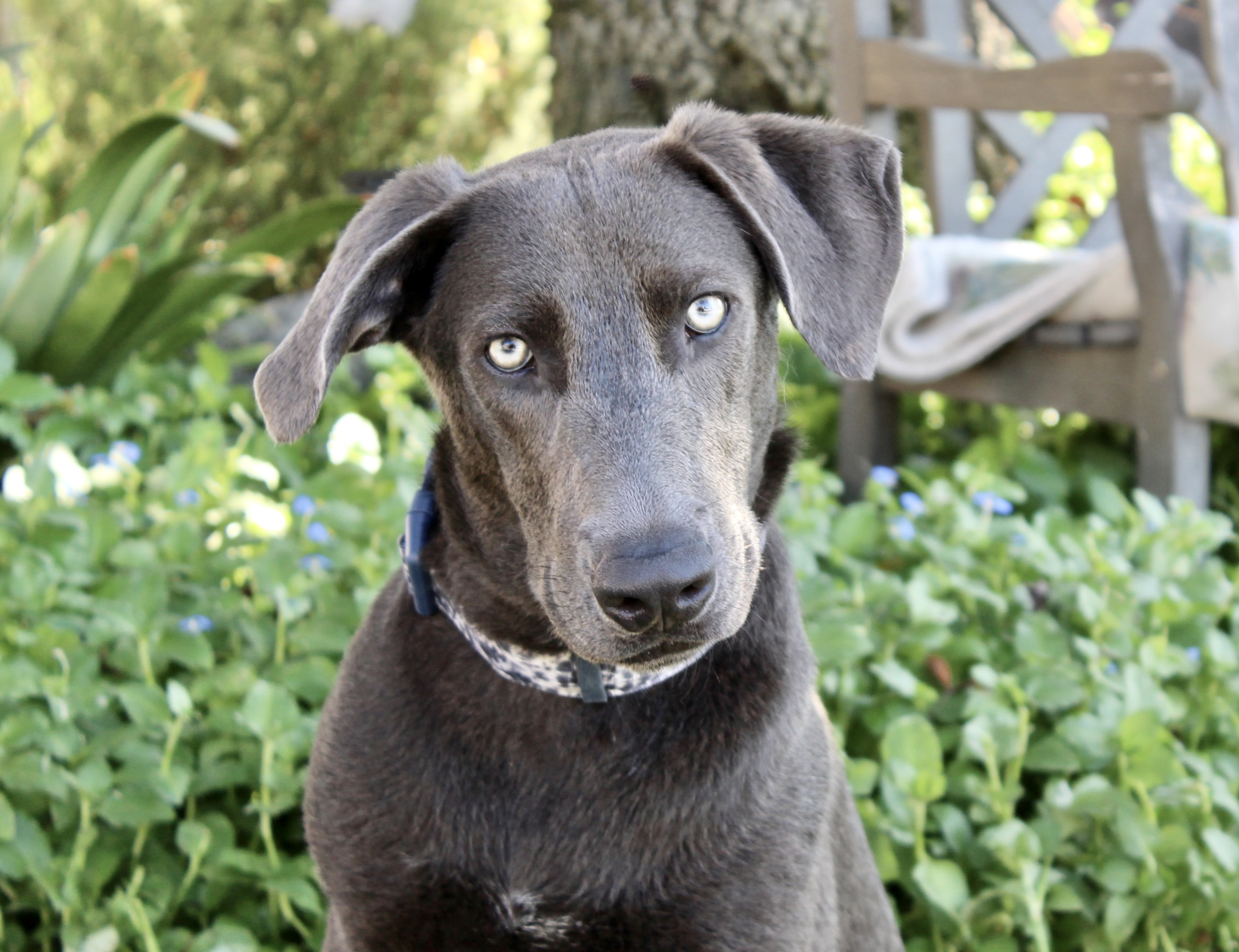 Dog for adoption Elmo yellow eyes!, a Weimaraner & Labrador Retriever Mix in Los Angeles, CA