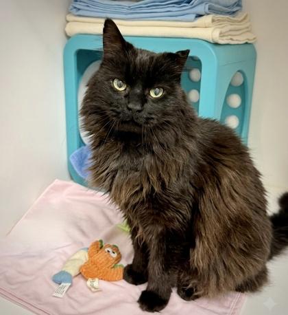 Bear, Adoptable, Adult Male Domestic Long Hair & Domestic Short Hair.