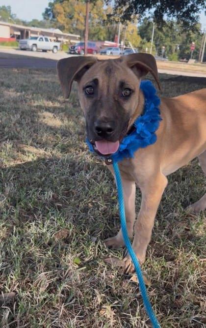 Enlarge Brody, a Adoptable mixed breed in Appleton, WI image 2/6