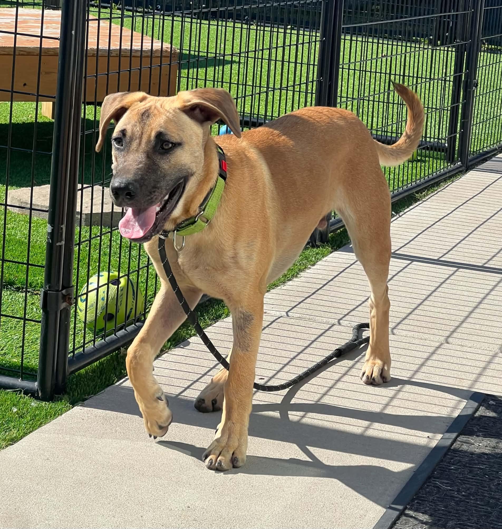 Enlarge Brody, a Adoptable mixed breed in Appleton, WI image 4/6