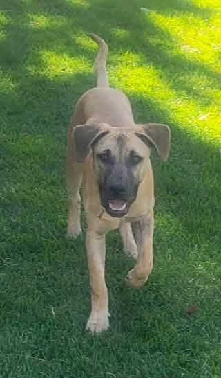 Enlarge Brody, a Adoptable mixed breed in Appleton, WI image 5/6