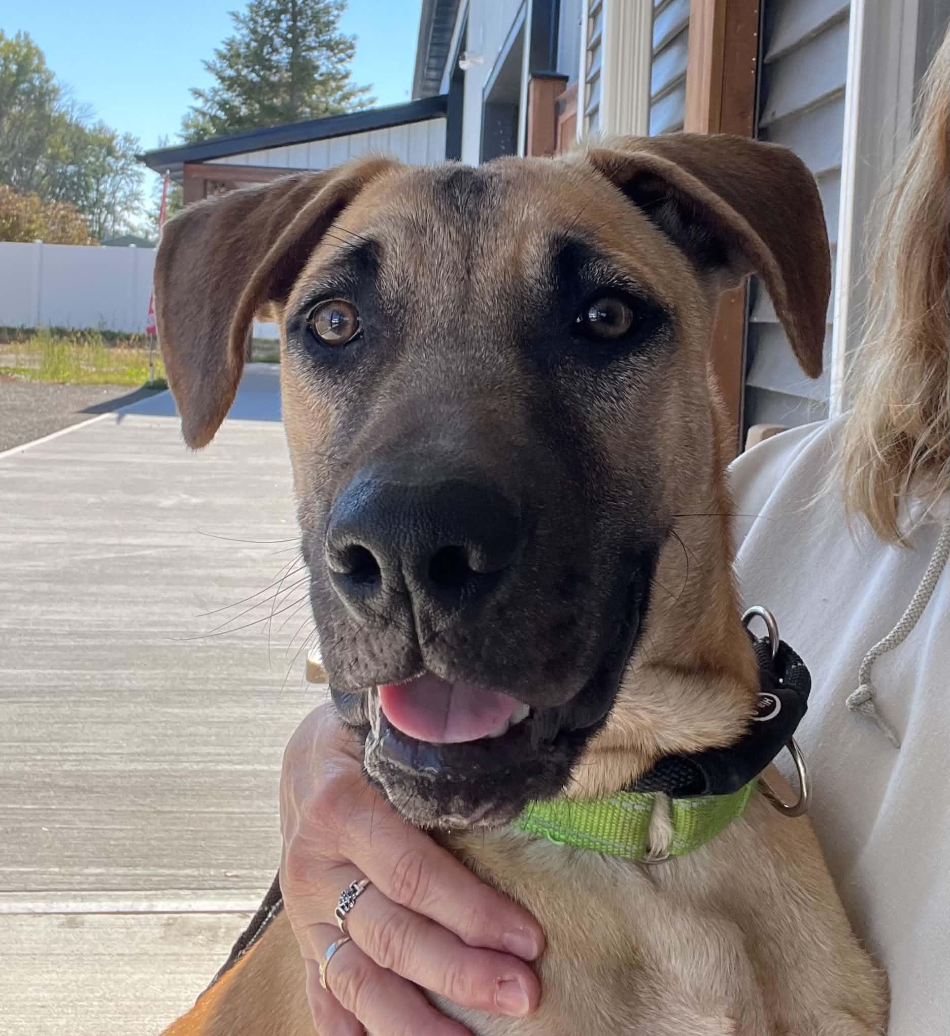 Enlarge Brody, a Adoptable mixed breed in Appleton, WI image 3/6