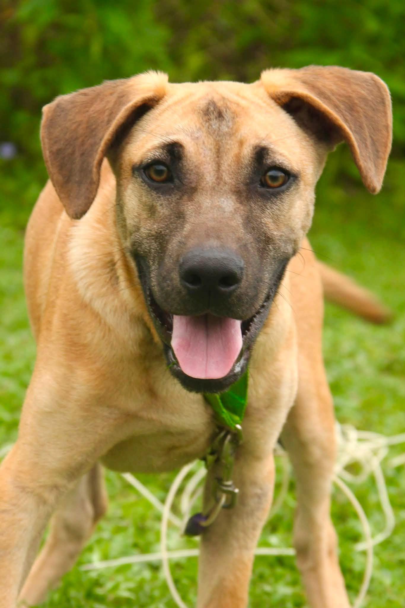 Brody, Adoptable, Young Male Shepherd.