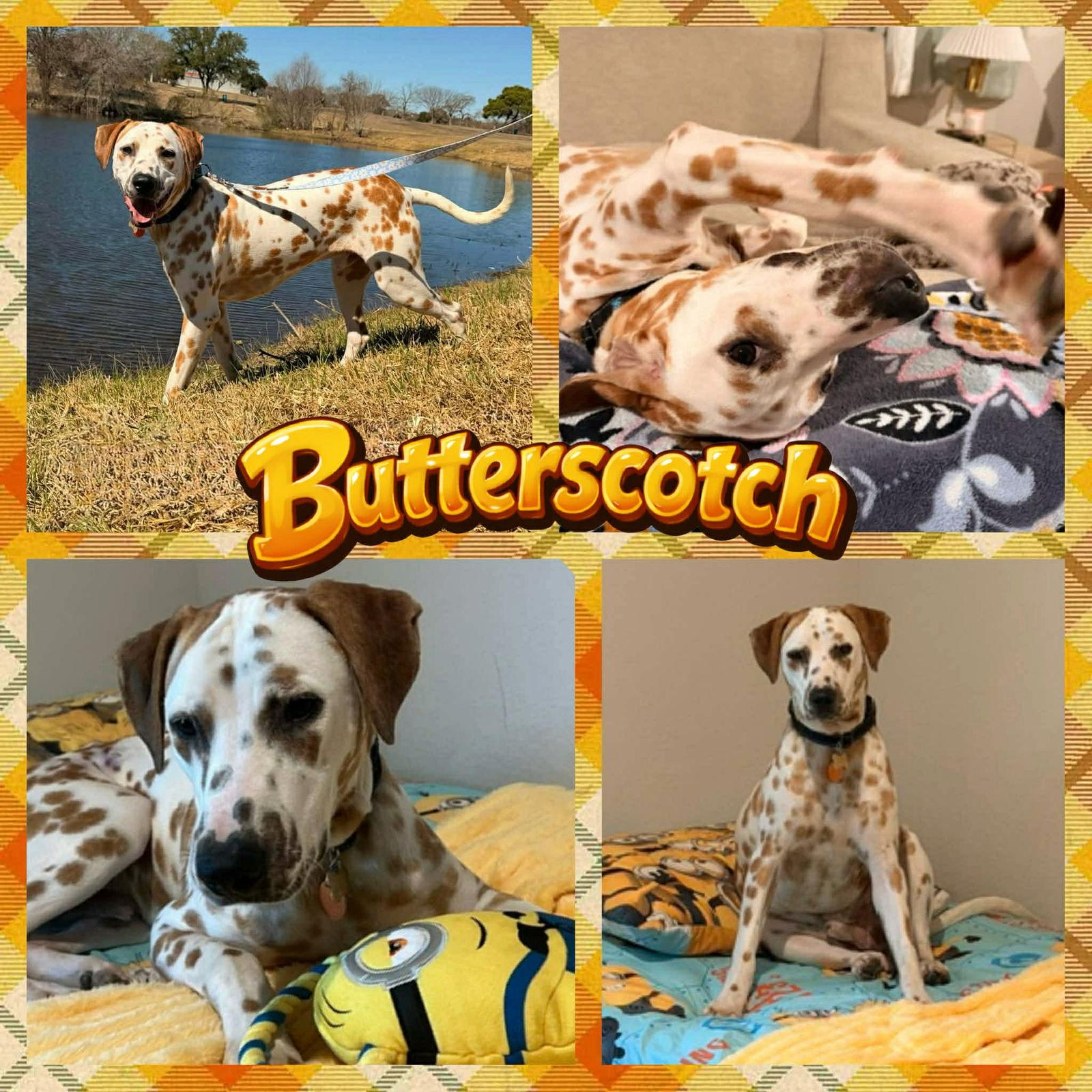 Enlarge Butterscotch, a Adopted Dalmatian in Colorado Springs, CO image 1/1