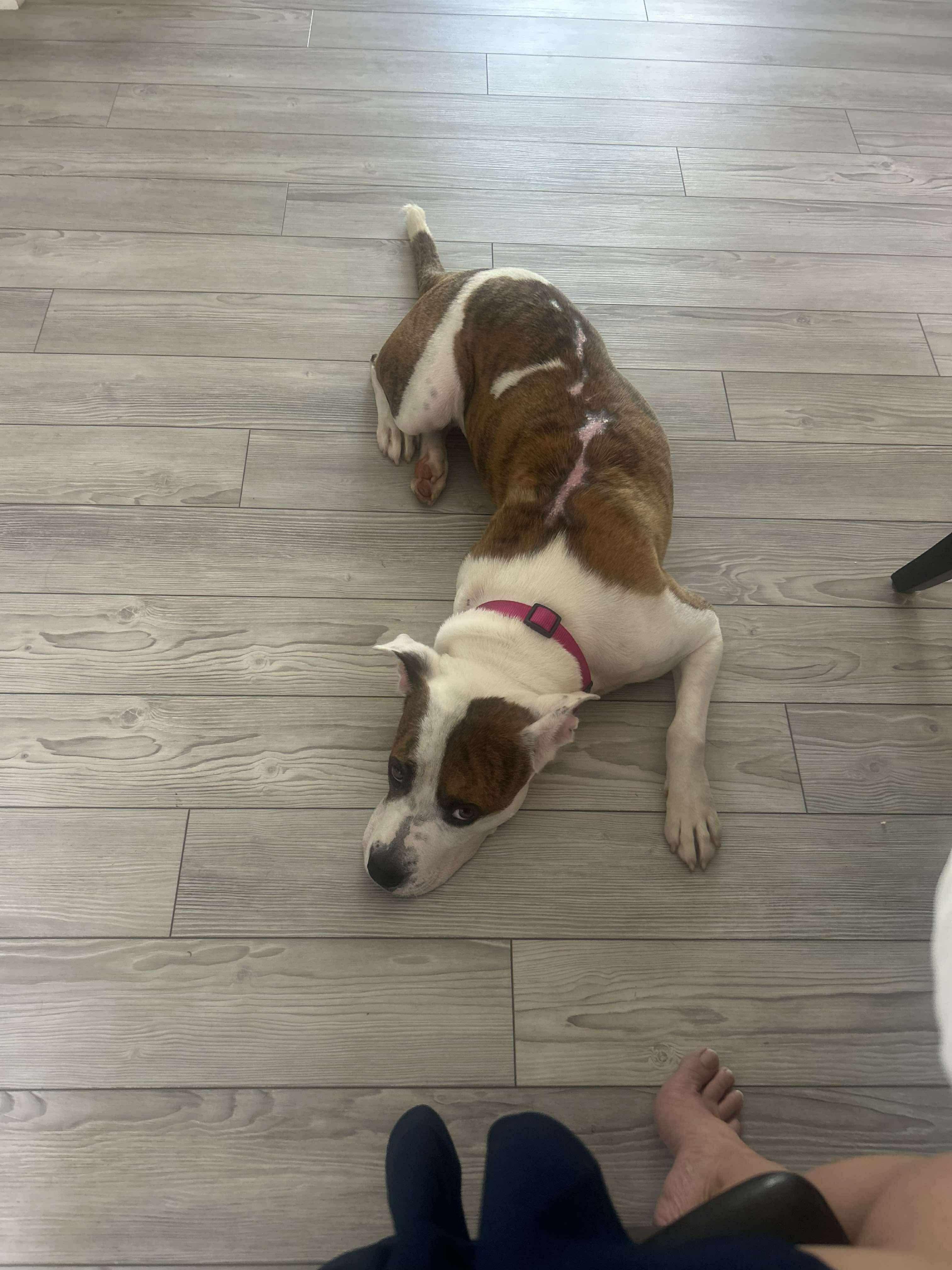 Enlarge Aggie, a Adoptable mixed breed in Stahlstown, PA image 1/6