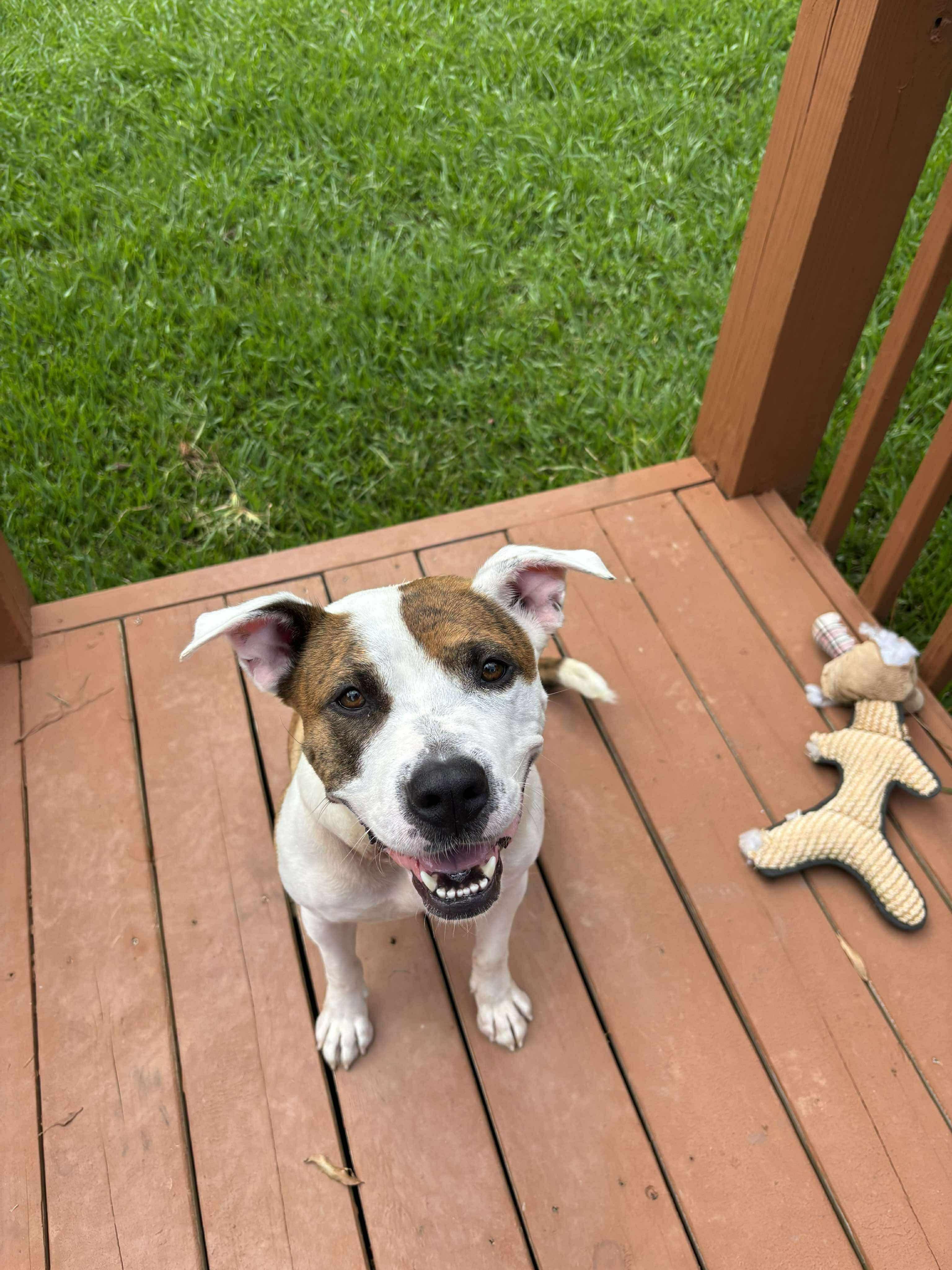 Enlarge Aggie, a Adoptable mixed breed in Stahlstown, PA image 2/6