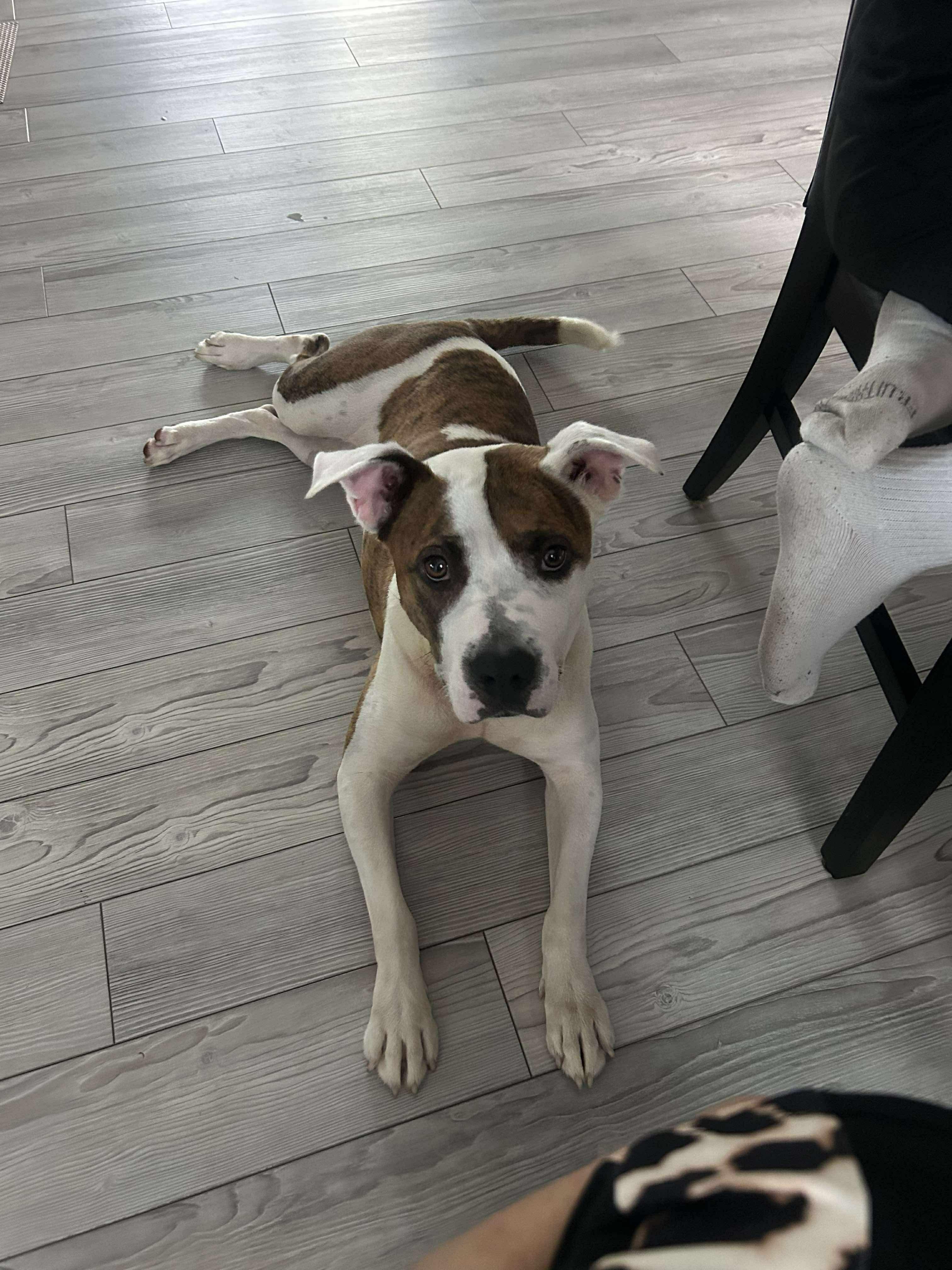 Enlarge Aggie, a Adoptable mixed breed in Stahlstown, PA image 3/6