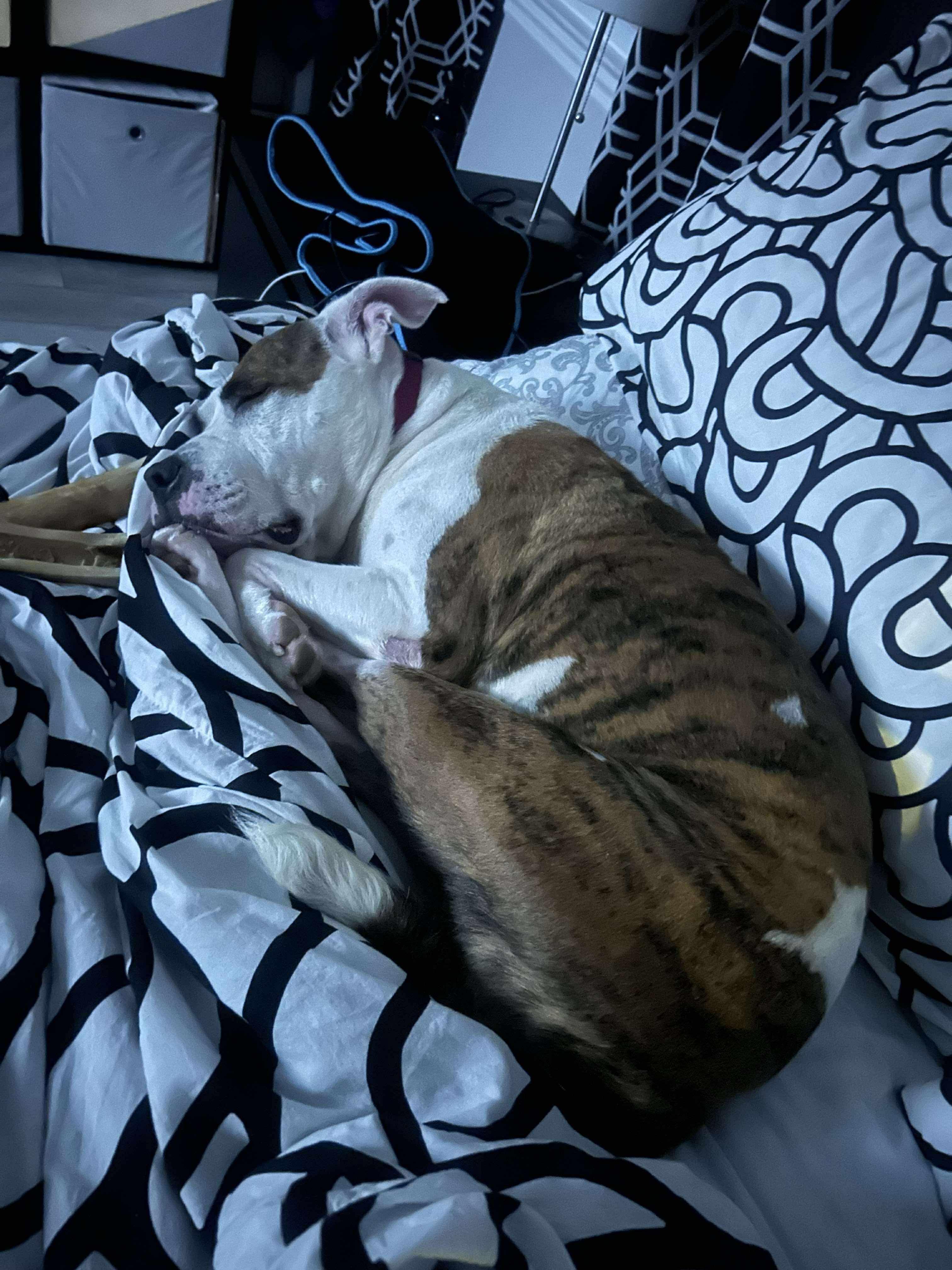 Enlarge Aggie, a Adoptable mixed breed in Stahlstown, PA image 4/6