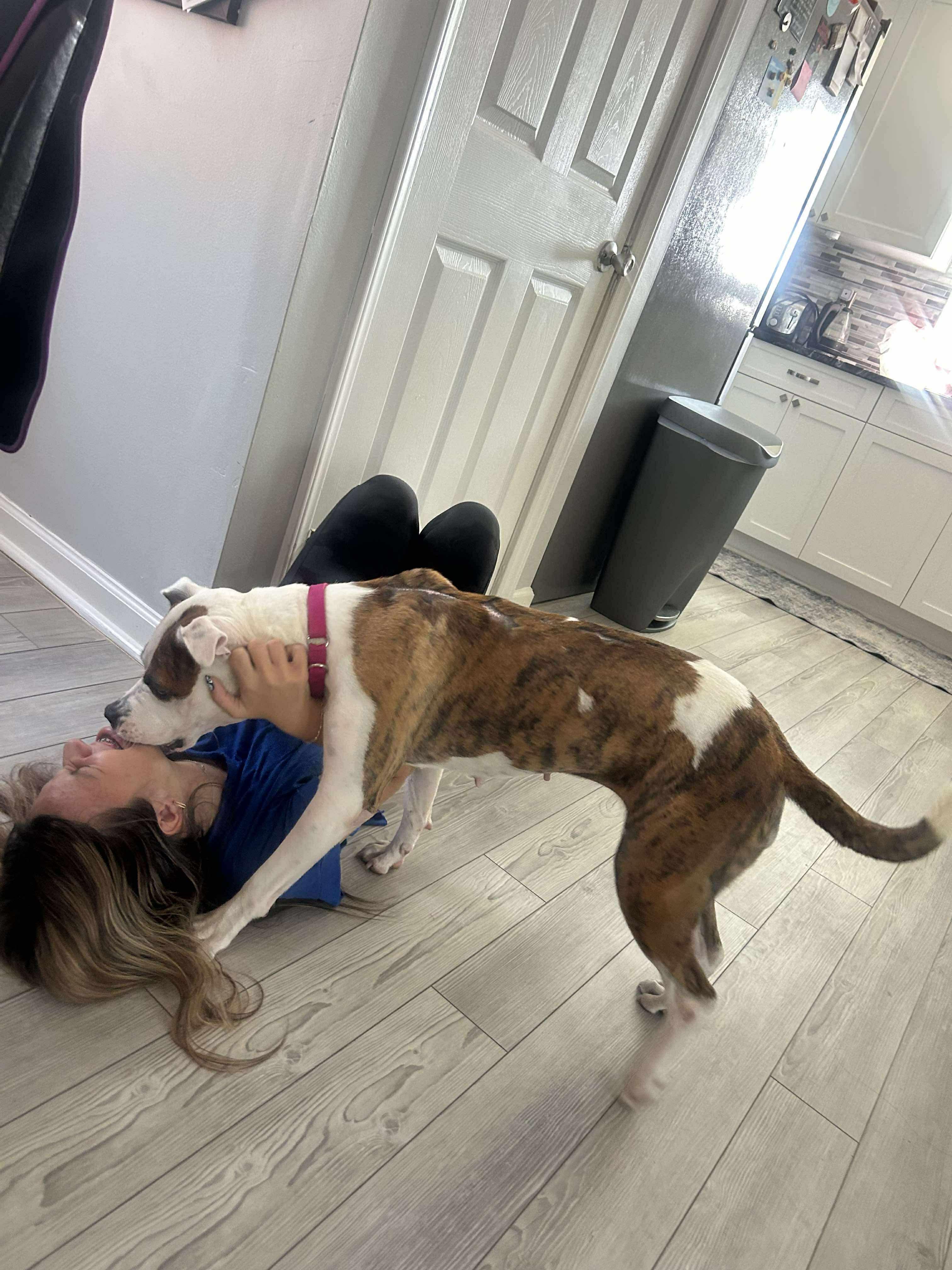 Enlarge Aggie, a Adoptable mixed breed in Stahlstown, PA image 5/6