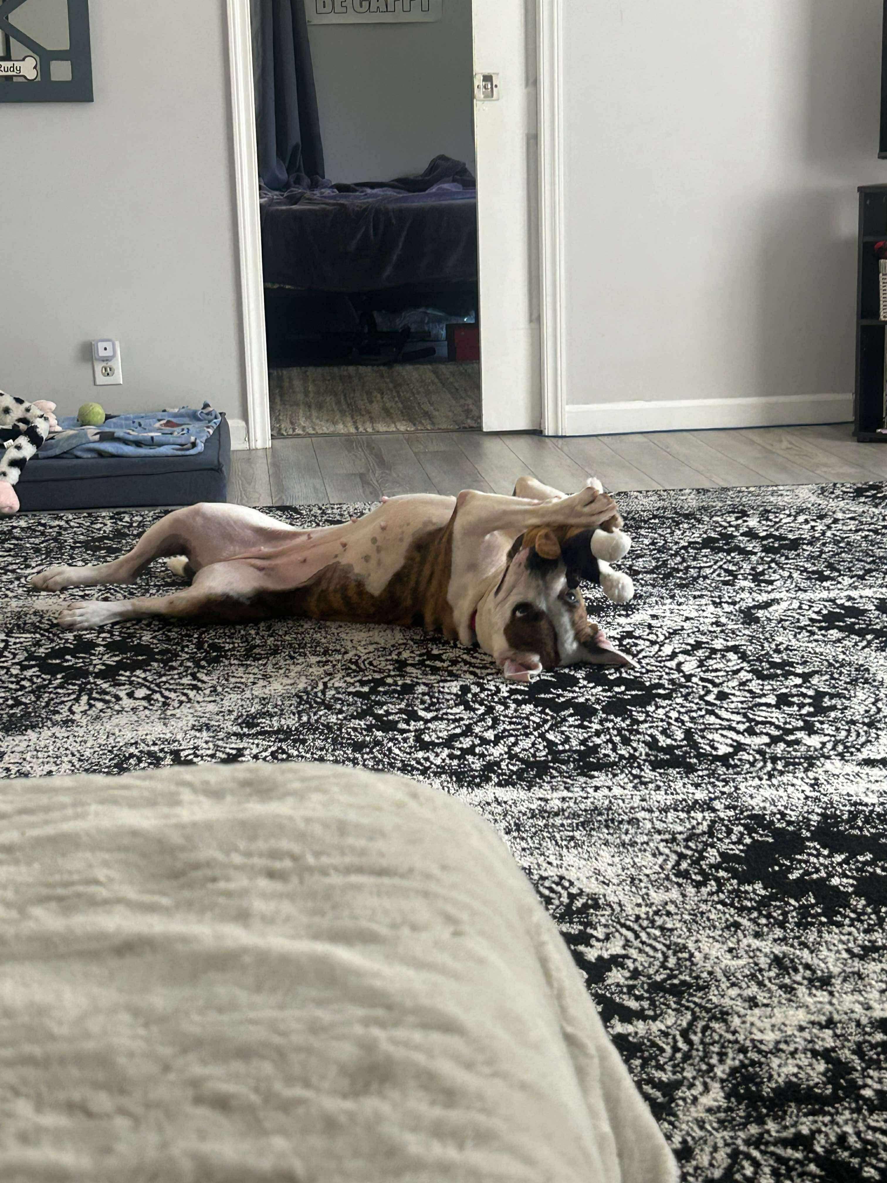 Enlarge Aggie, a Adoptable mixed breed in Stahlstown, PA image 6/6