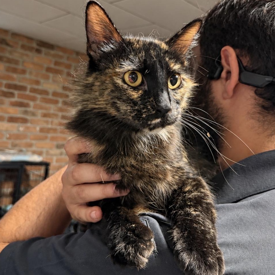 Enlarge Gretchen, a Adoptable Domestic Medium Hair in Pocatello, ID image 2/2