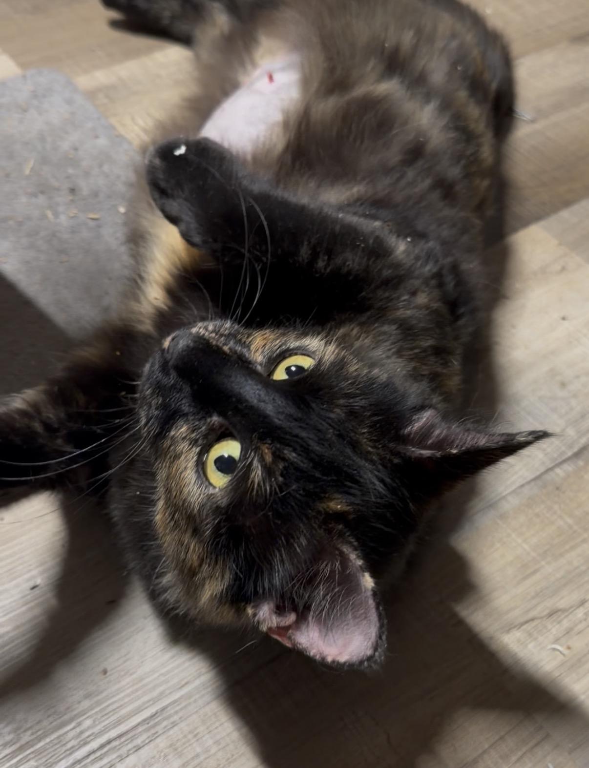 Gretchen, Adoptable, Adult Female Domestic Medium Hair.