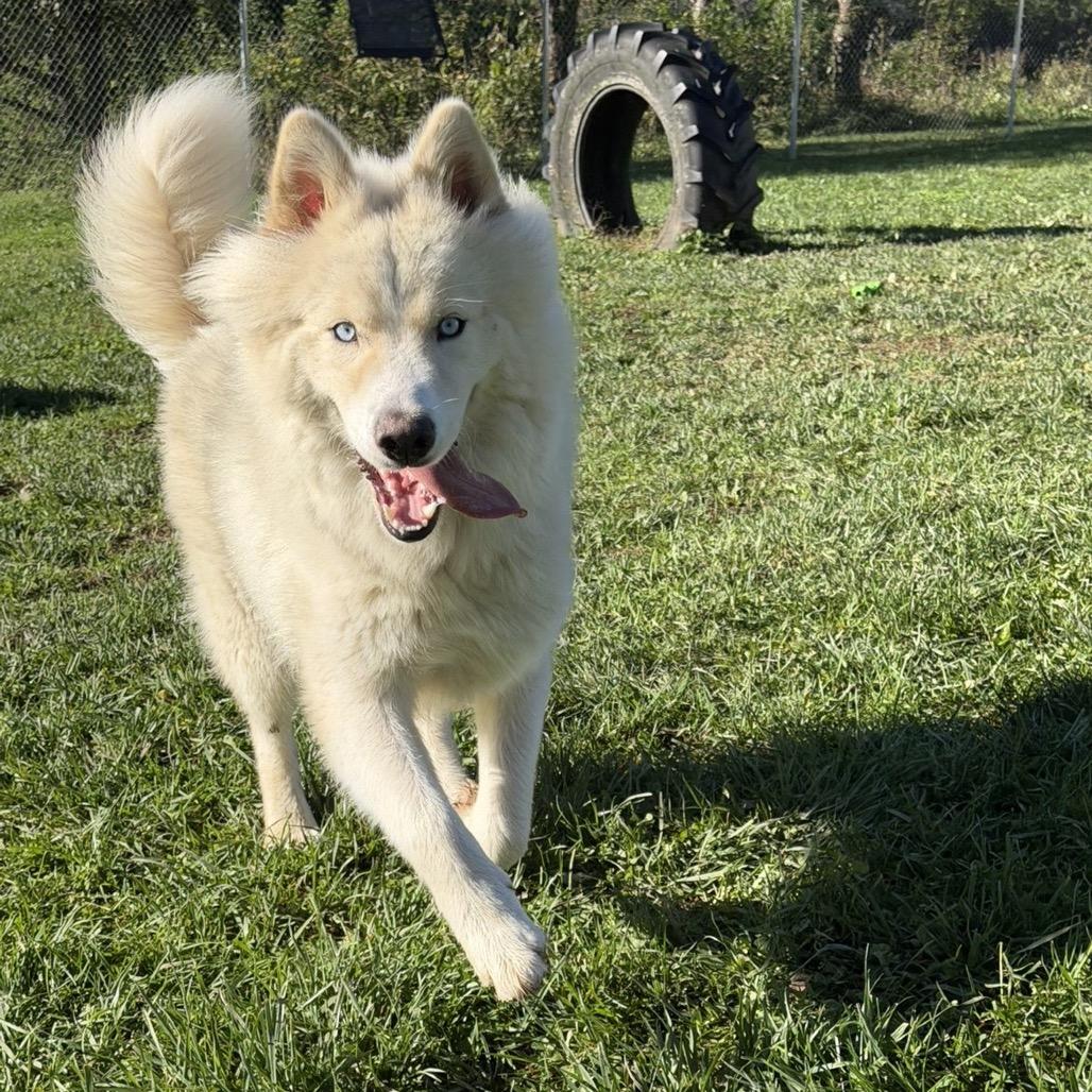 Enlarge Tofu, a Adoptable Husky in Marshalltown, IA image 1/3