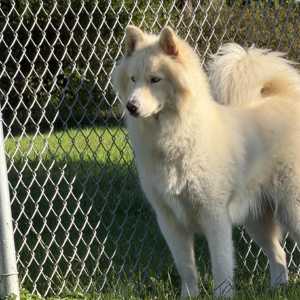 Enlarge Tofu, a Adoptable Husky in Marshalltown, IA image 2/3
