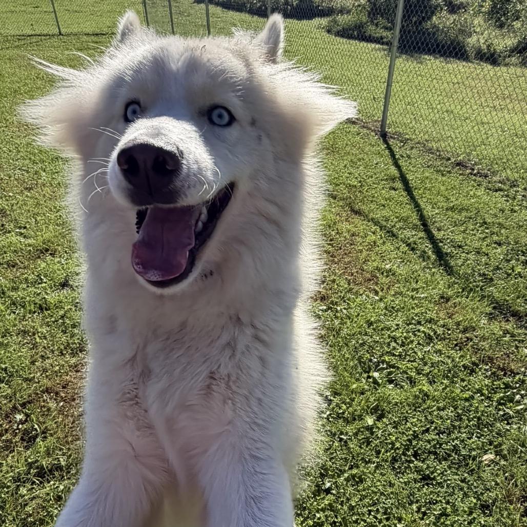 Enlarge Tofu, a Adoptable Husky in Marshalltown, IA image 3/3