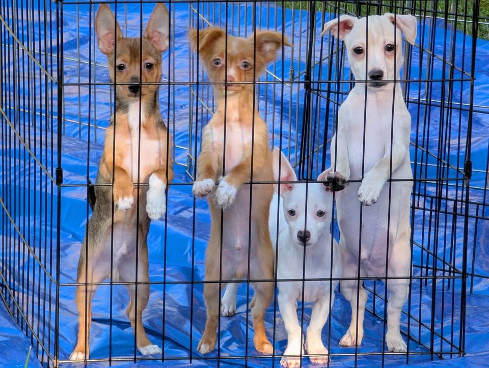 Enlarge Tofu, a ADOPTABLE mixed breed in Covington, WA image 5/6