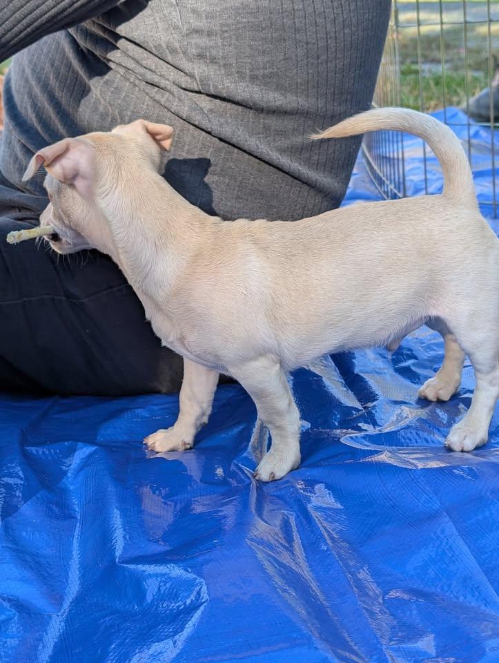 Enlarge Tofu, a ADOPTABLE mixed breed in Covington, WA image 6/6