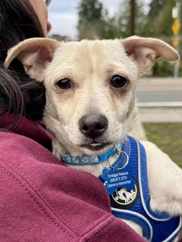 Enlarge Tofu, a ADOPTABLE mixed breed in Covington, WA image 1/6