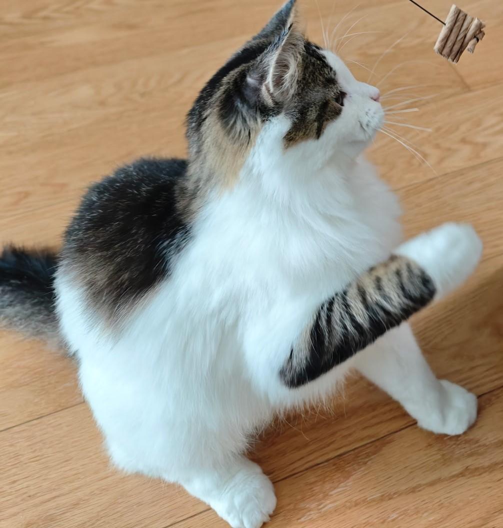 Robert, Adoptable, Kitten Male Domestic Long Hair.
