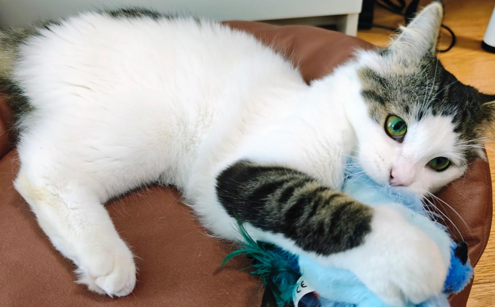 Enlarge Robert, a Adoptable Domestic Long Hair in Mississauga, ON image 2/5