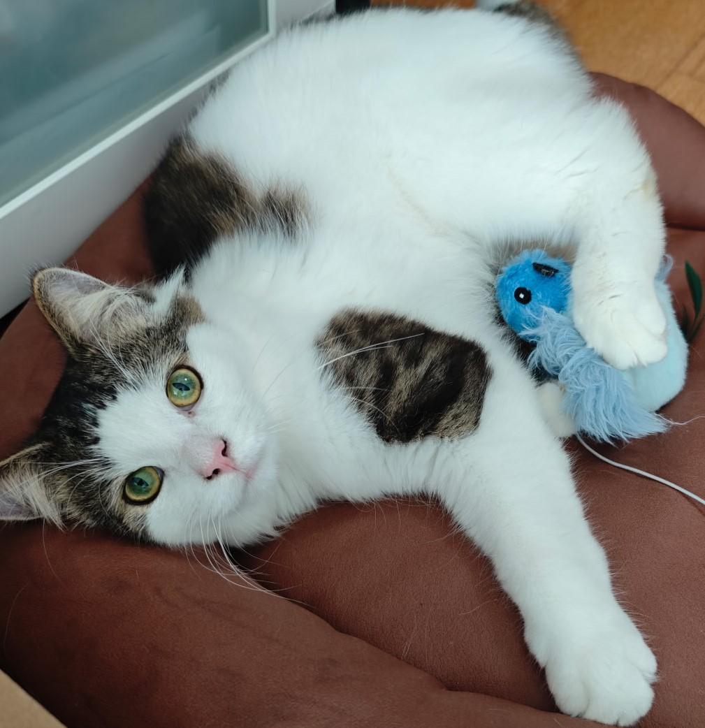 Enlarge Robert, a Adoptable Domestic Long Hair in Mississauga, ON image 3/5