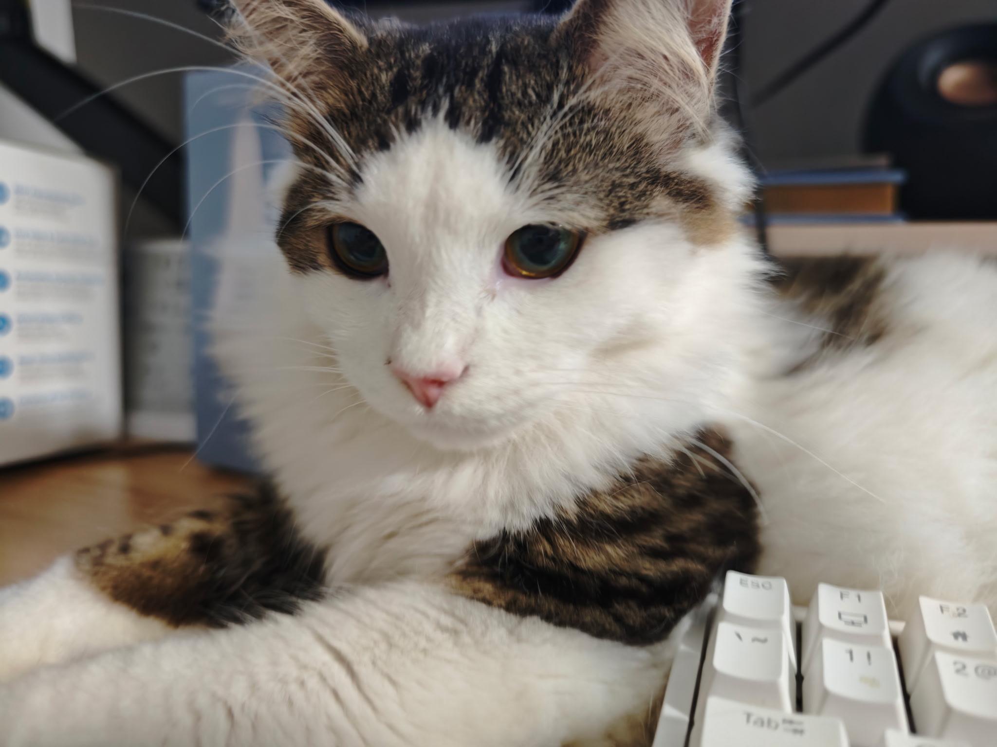 Enlarge Robert, a Adoptable Domestic Long Hair in Mississauga, ON image 4/5