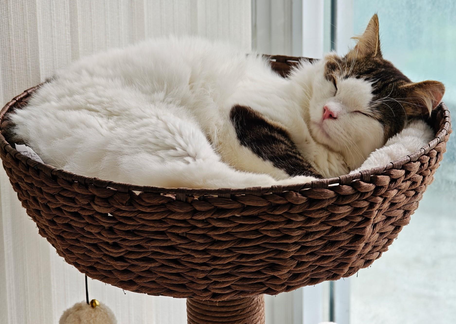 Enlarge Robert, a Adoptable Domestic Long Hair in Mississauga, ON image 5/5