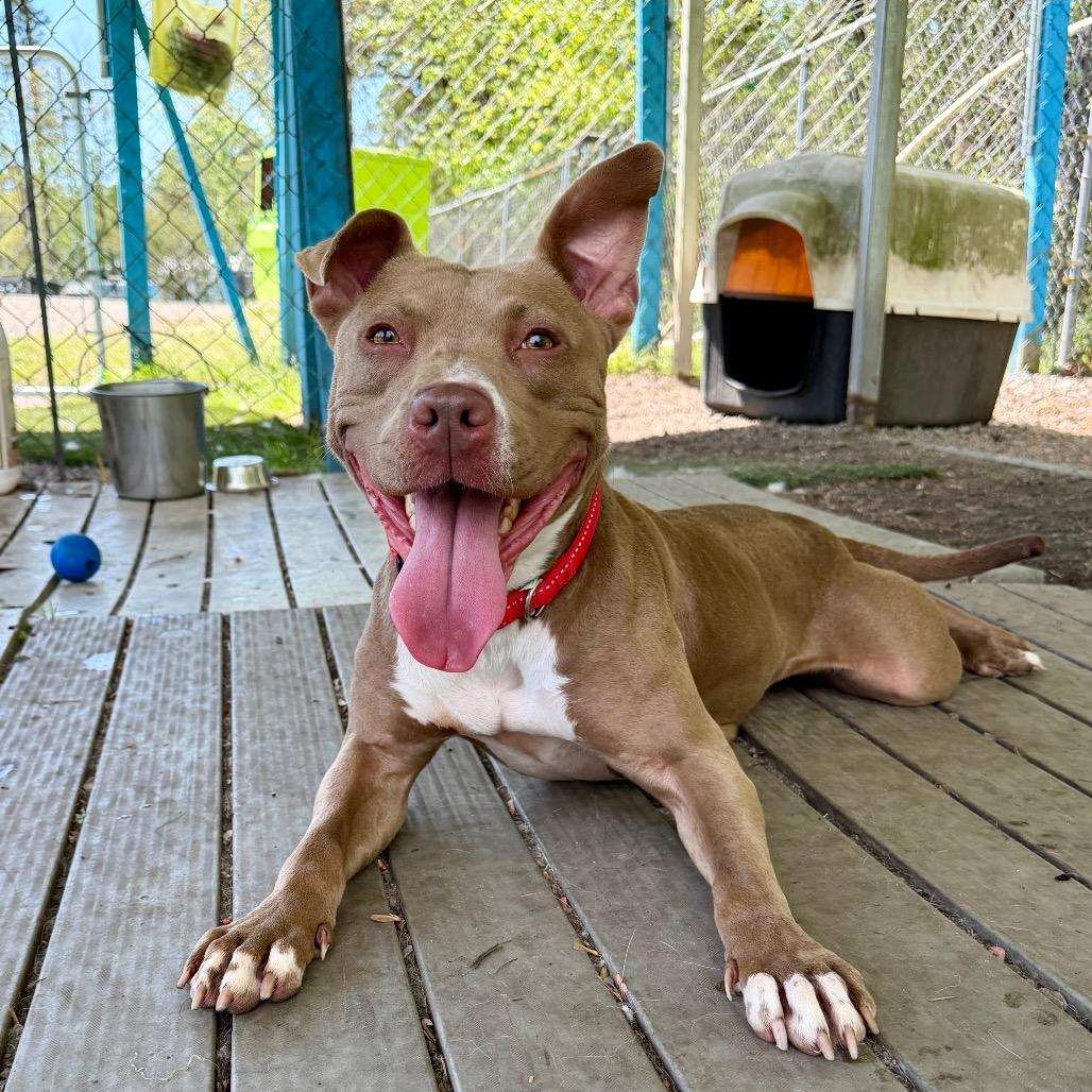 Tasha, Adoptable, Adult Female Pit Bull Terrier.