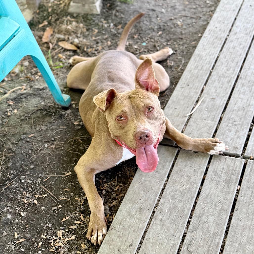 Enlarge Tasha, a Adoptable Pit Bull Terrier in Newport, NC image 2/6