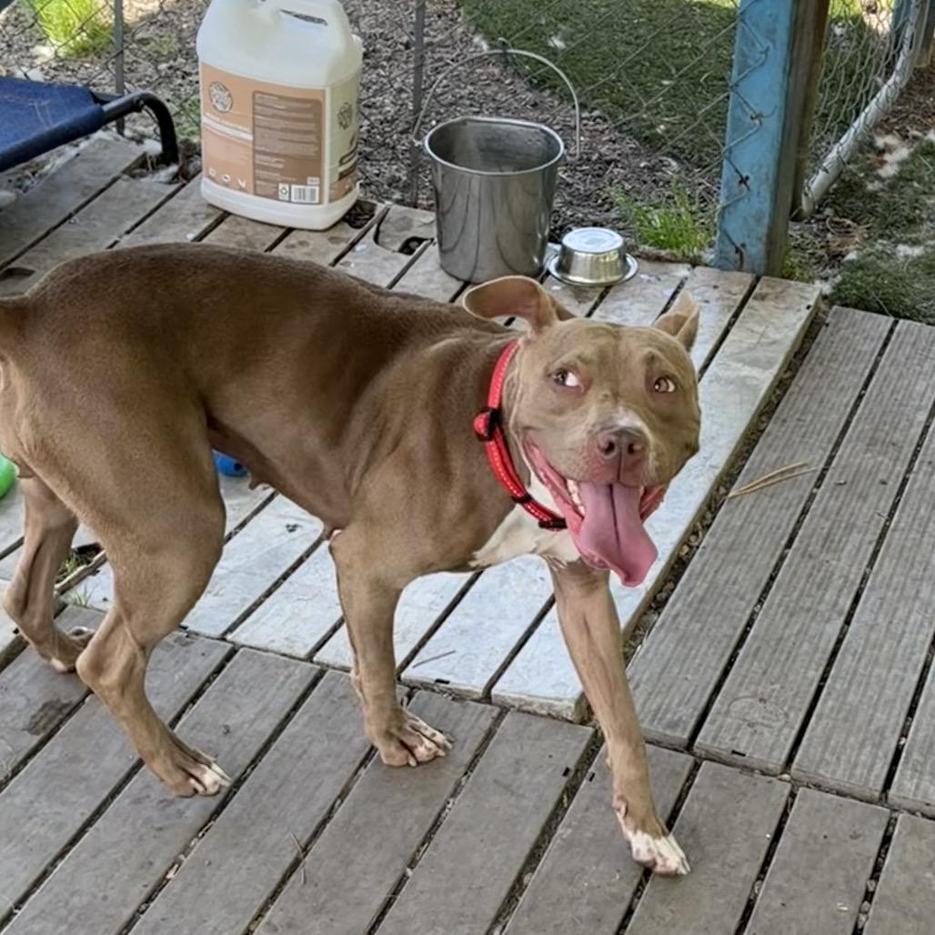Enlarge Tasha, a Adoptable Pit Bull Terrier in Newport, NC image 3/6