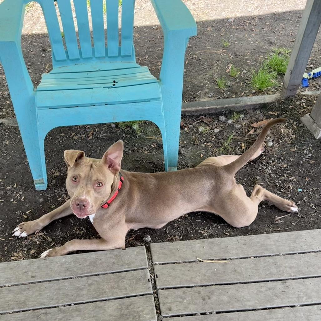 Enlarge Tasha, a Adoptable Pit Bull Terrier in Newport, NC image 4/6