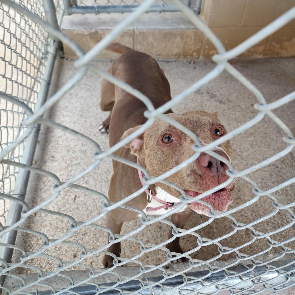Enlarge Tasha, a Adoptable Pit Bull Terrier in Newport, NC image 5/6