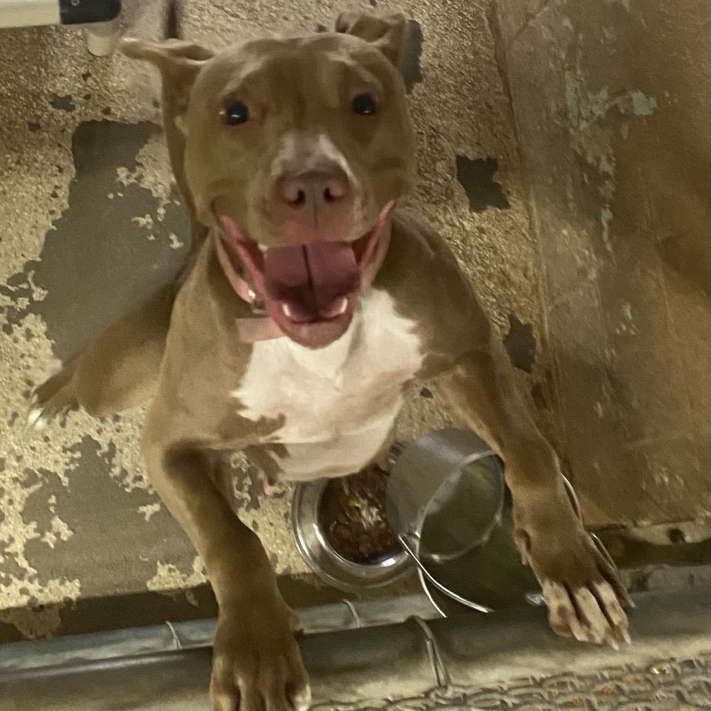 Enlarge Tasha, a Adoptable Pit Bull Terrier in Newport, NC image 6/6