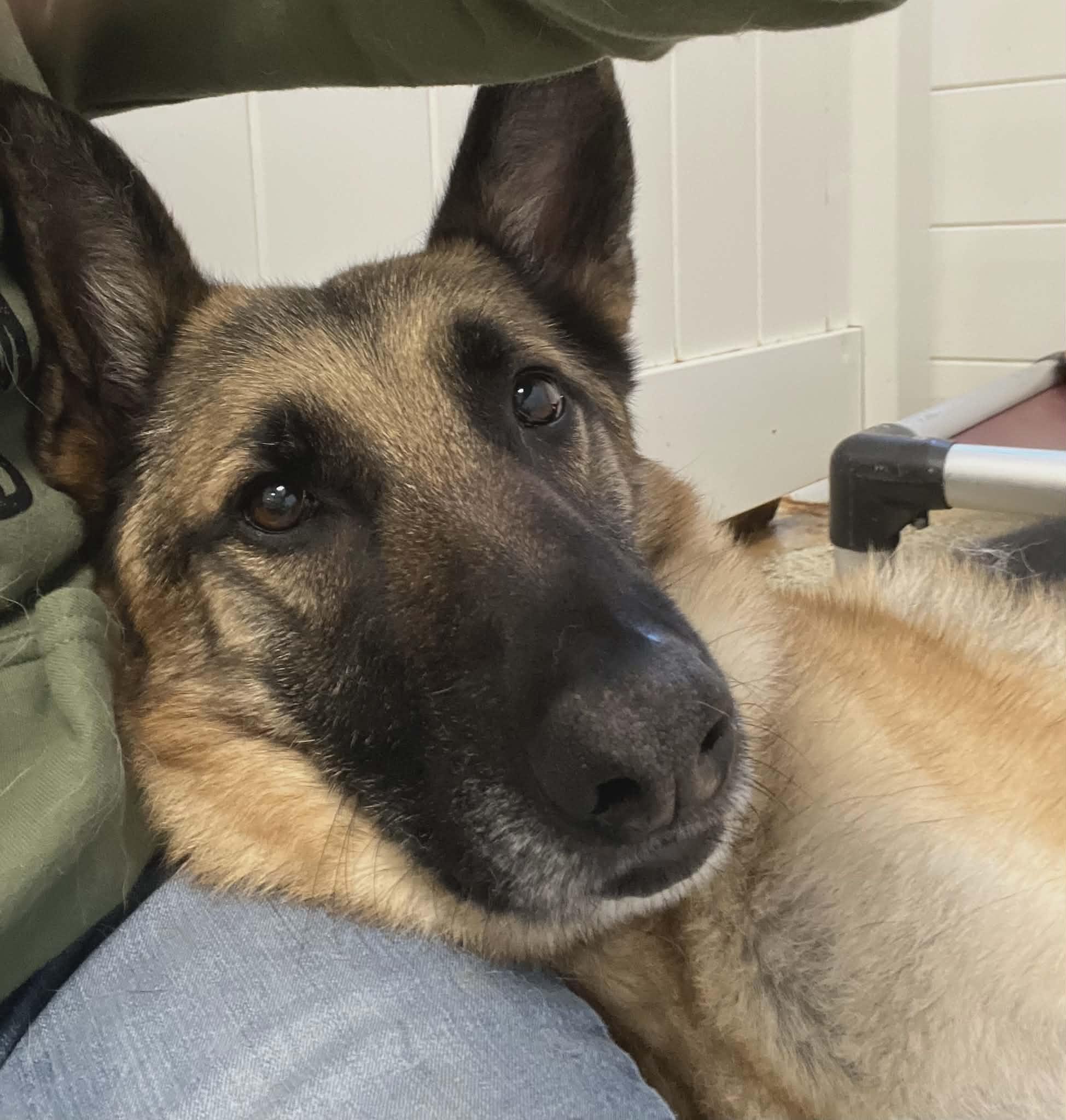 Enlarge Asher , a ADOPTABLE German Shepherd Dog in Chesterfield, MO image 6/6