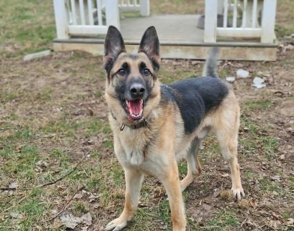 Enlarge Asher , a ADOPTABLE German Shepherd Dog in Chesterfield, MO image 3/6