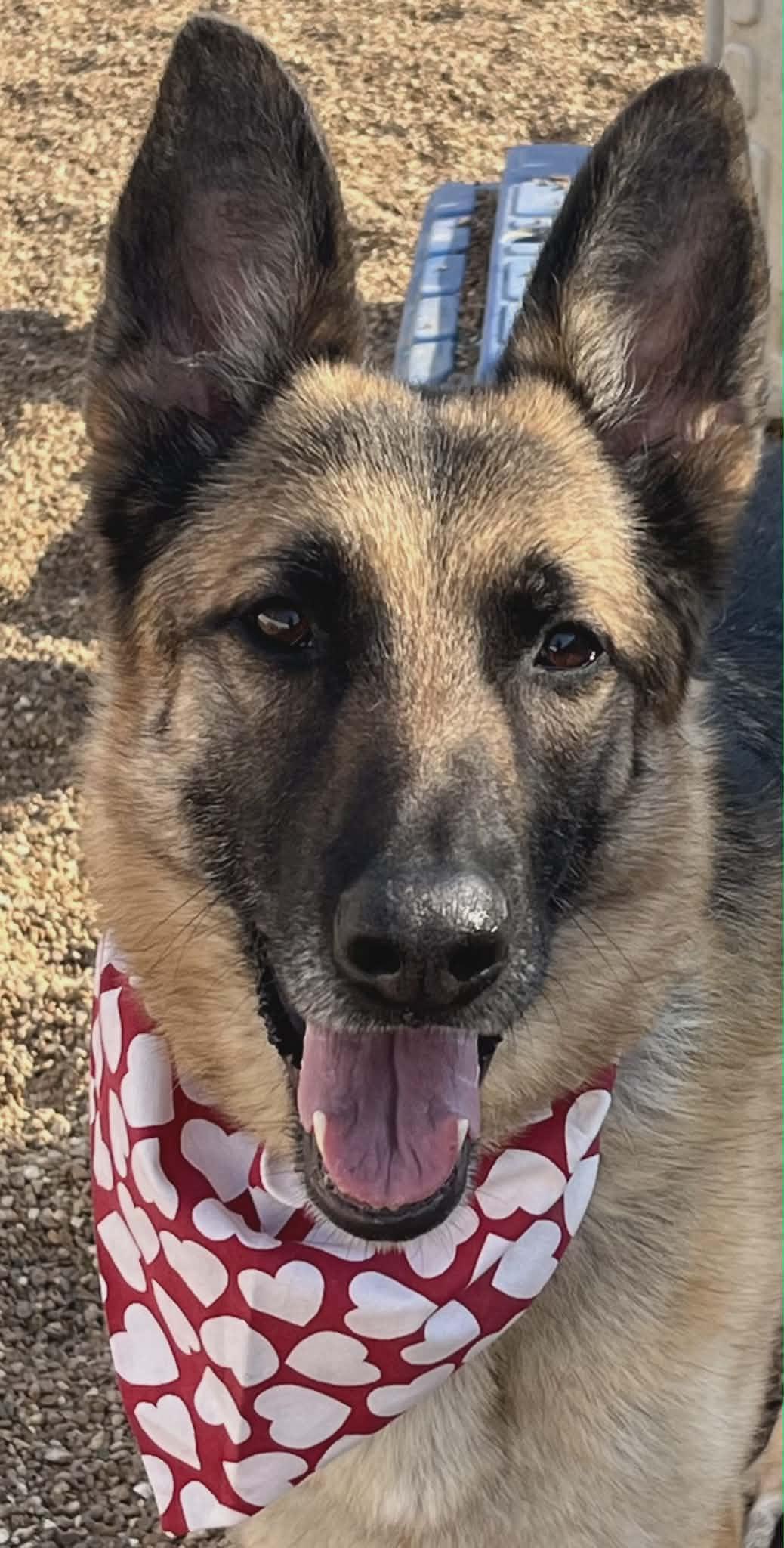 Enlarge Asher , a ADOPTABLE German Shepherd Dog in Chesterfield, MO image 2/6
