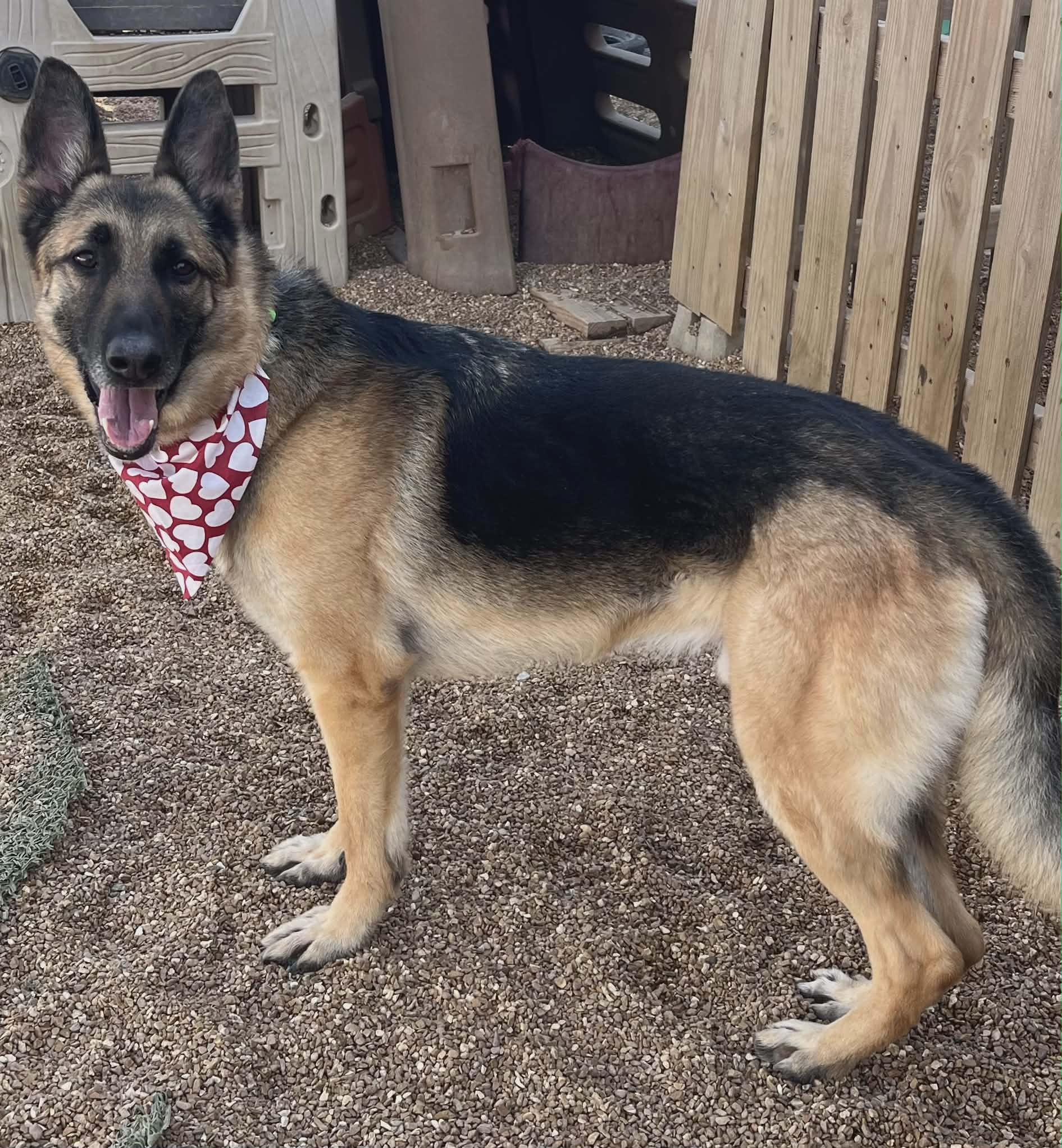 Enlarge Asher , a ADOPTABLE German Shepherd Dog in Chesterfield, MO image 5/6