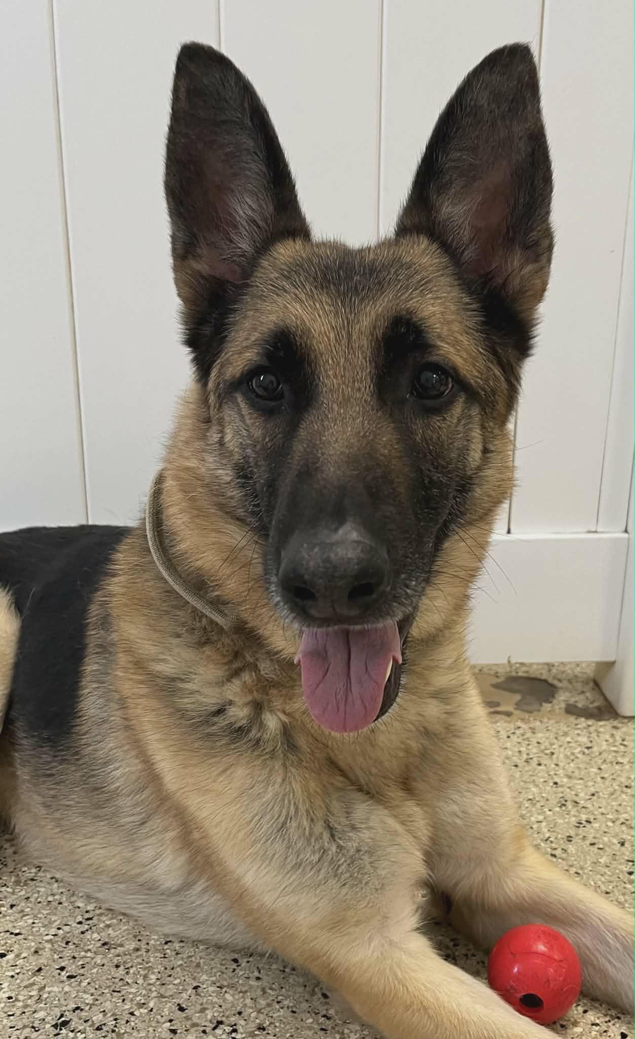 Asher , ADOPTABLE, Adult Male German Shepherd Dog.