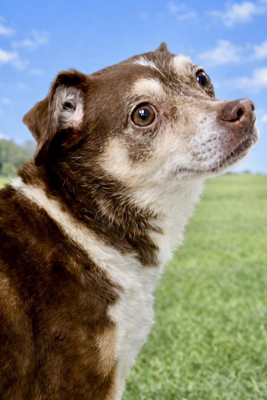 Conan — thumbnail 4