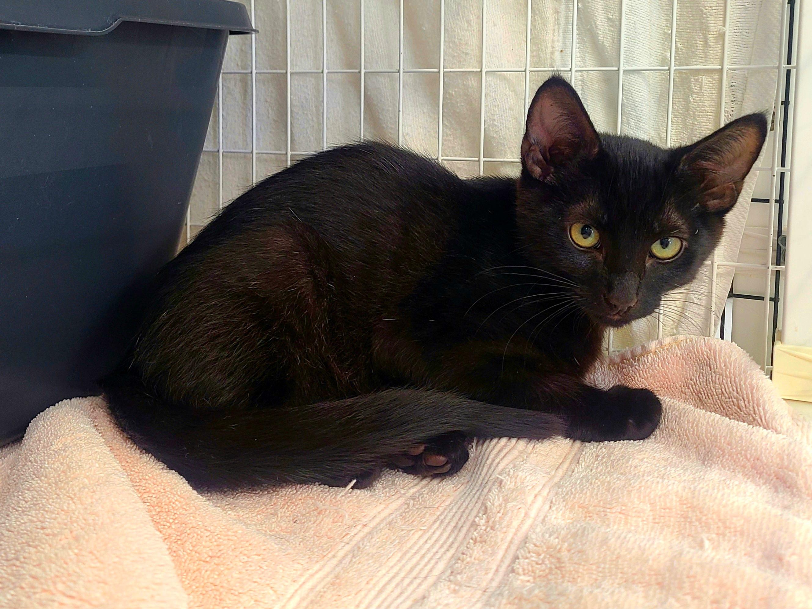 Enlarge Chassi & Chevy, an adoptable Domestic Short Hair in Kirkland, WA image 2/2