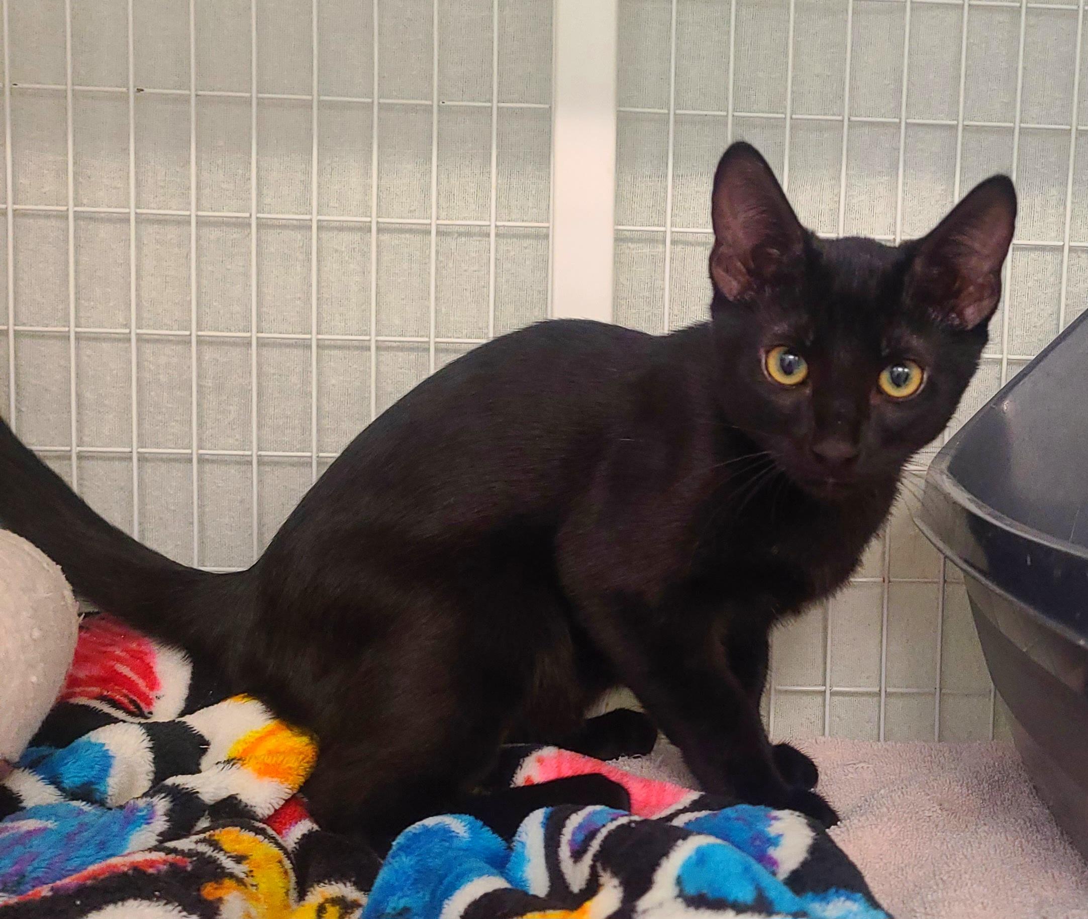 Enlarge Chassi & Chevy, an adoptable Domestic Short Hair in Kirkland, WA image 1/2